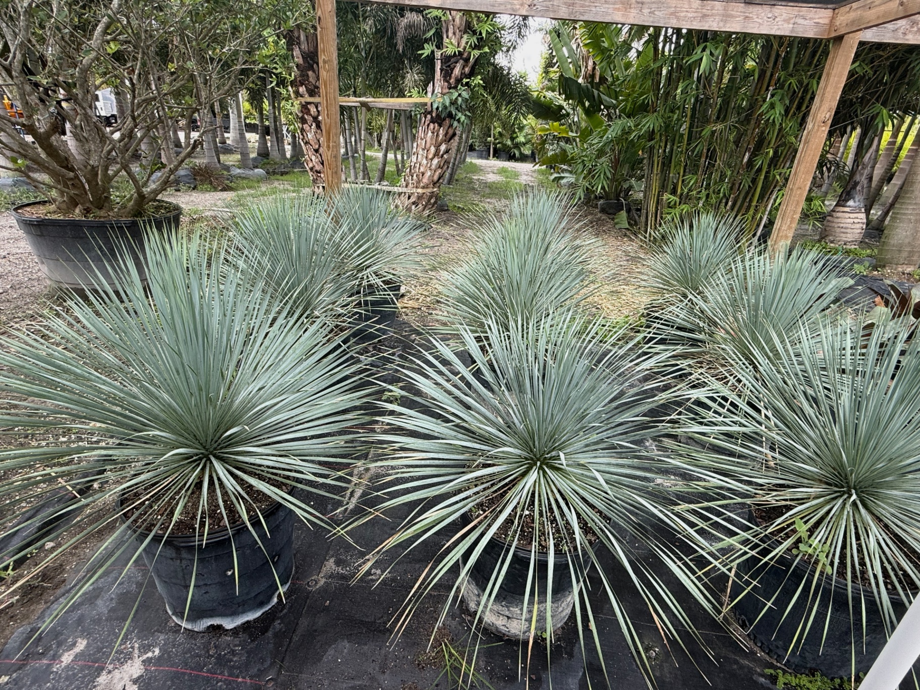 Blue yucca rostrata specimens under the pergola