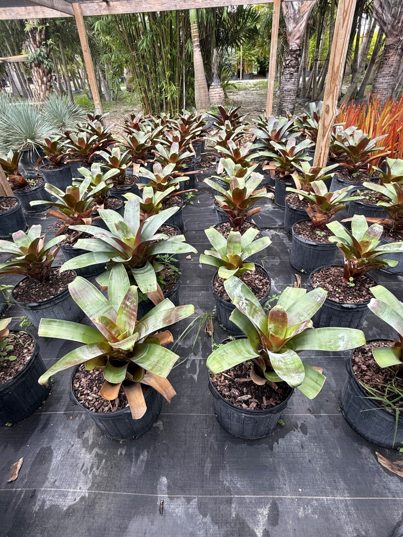 Rows of Neoregelia bromeliads with burgundy tips