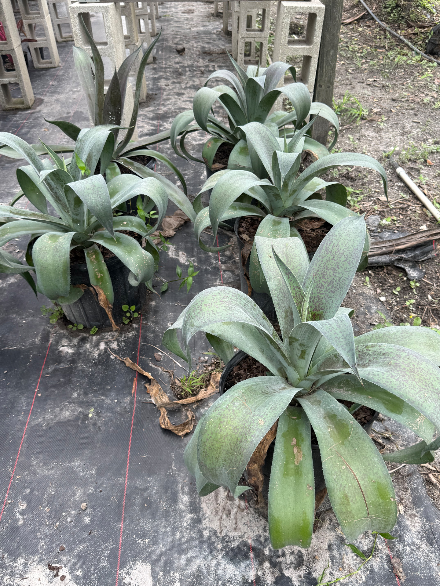 Silvery Agave attenuata pups in one-gallon nursery pots