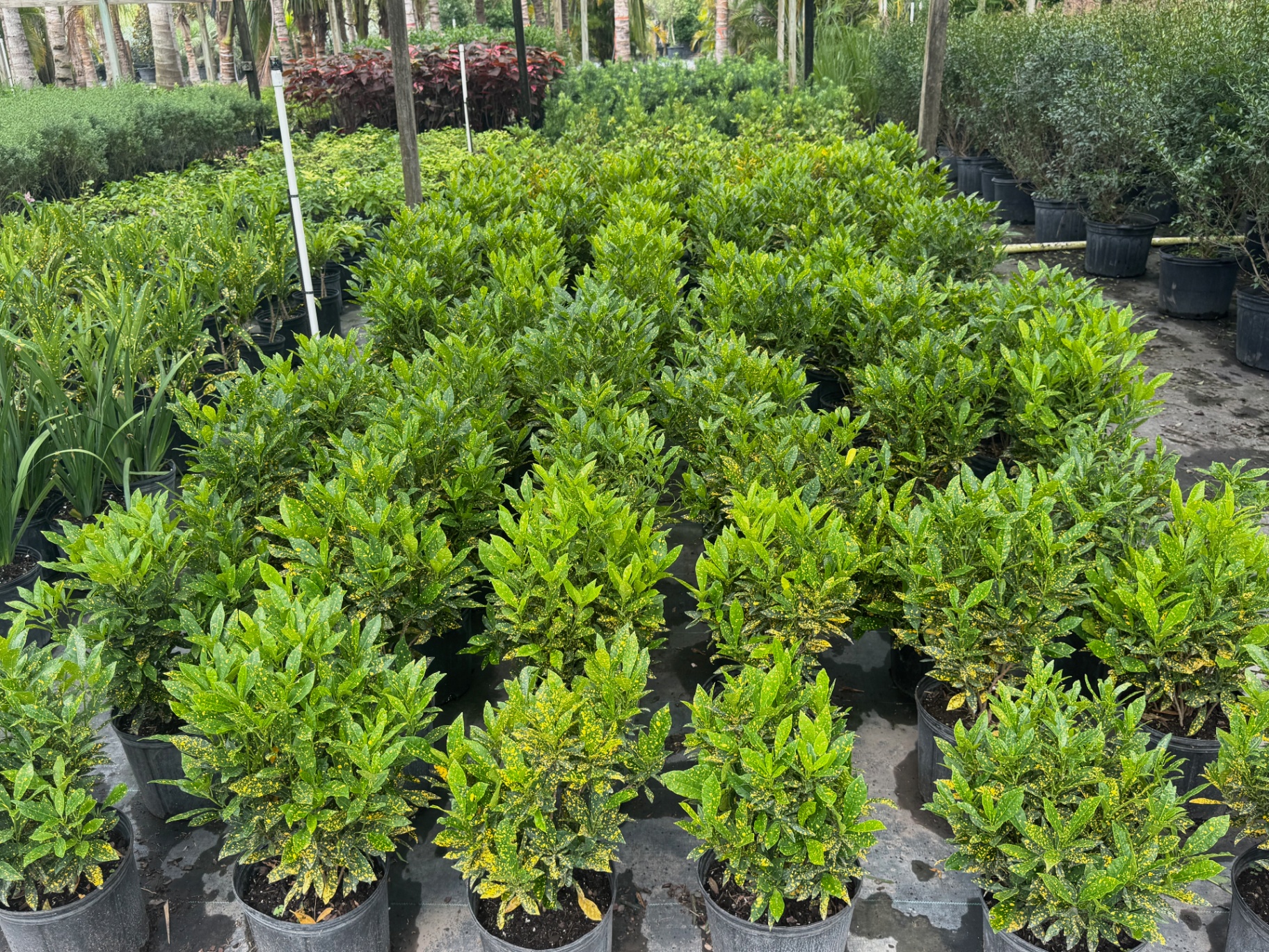 Rows of variegated croton acclimating on the yard floor