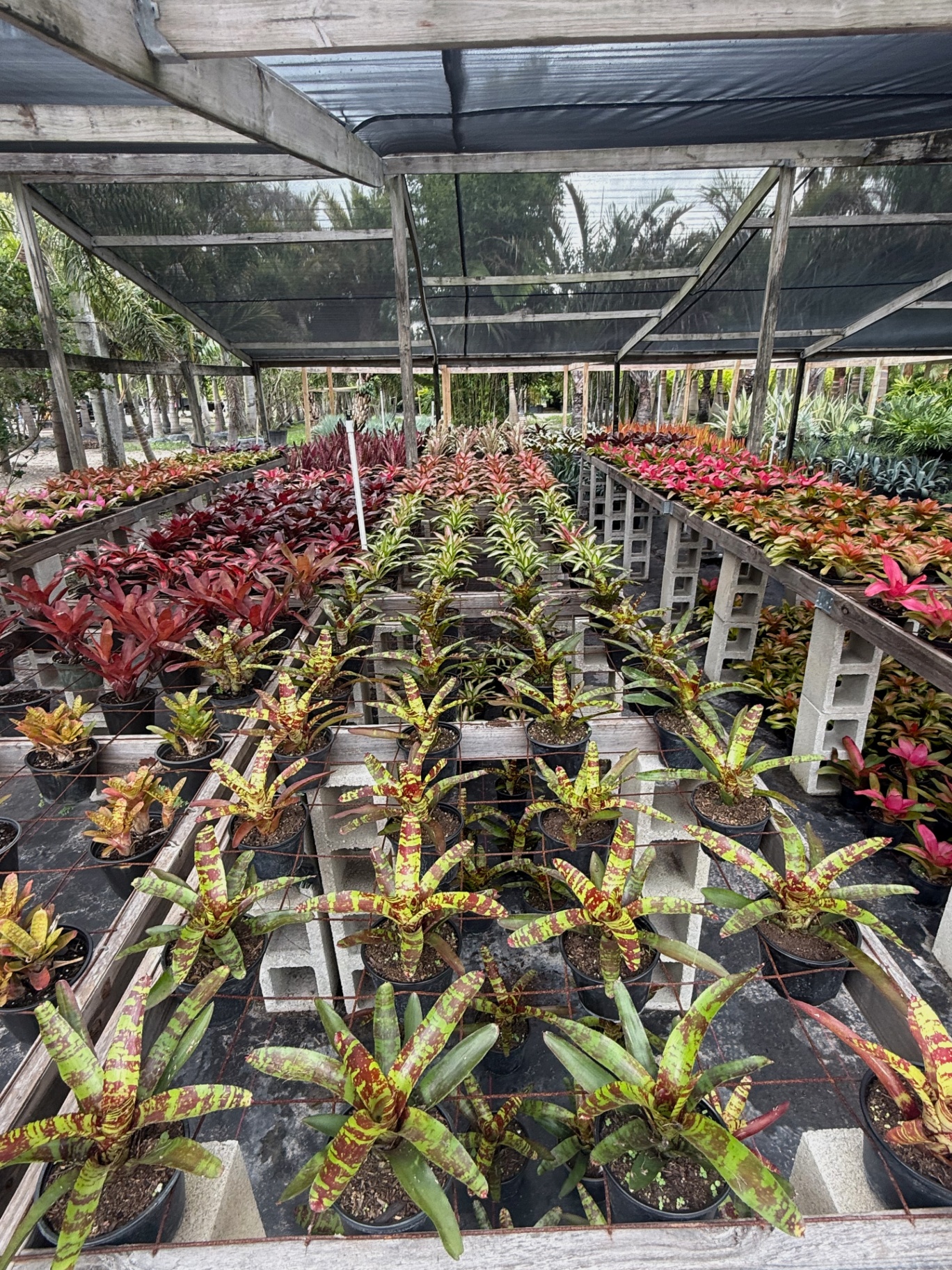 Rows of variegated bromeliads on cinder-block benches under shade cloth