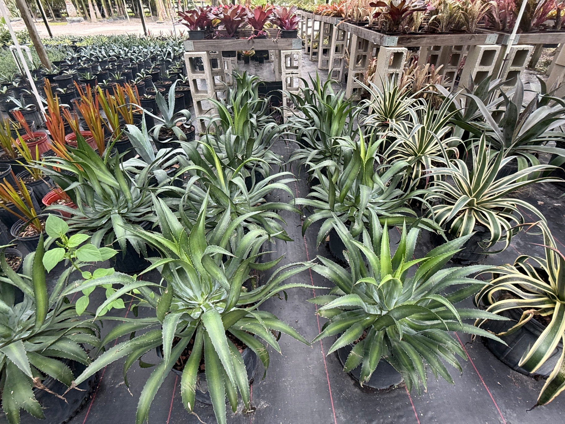 Mixed agaves, variegated furcraea, and bromeliads staged together