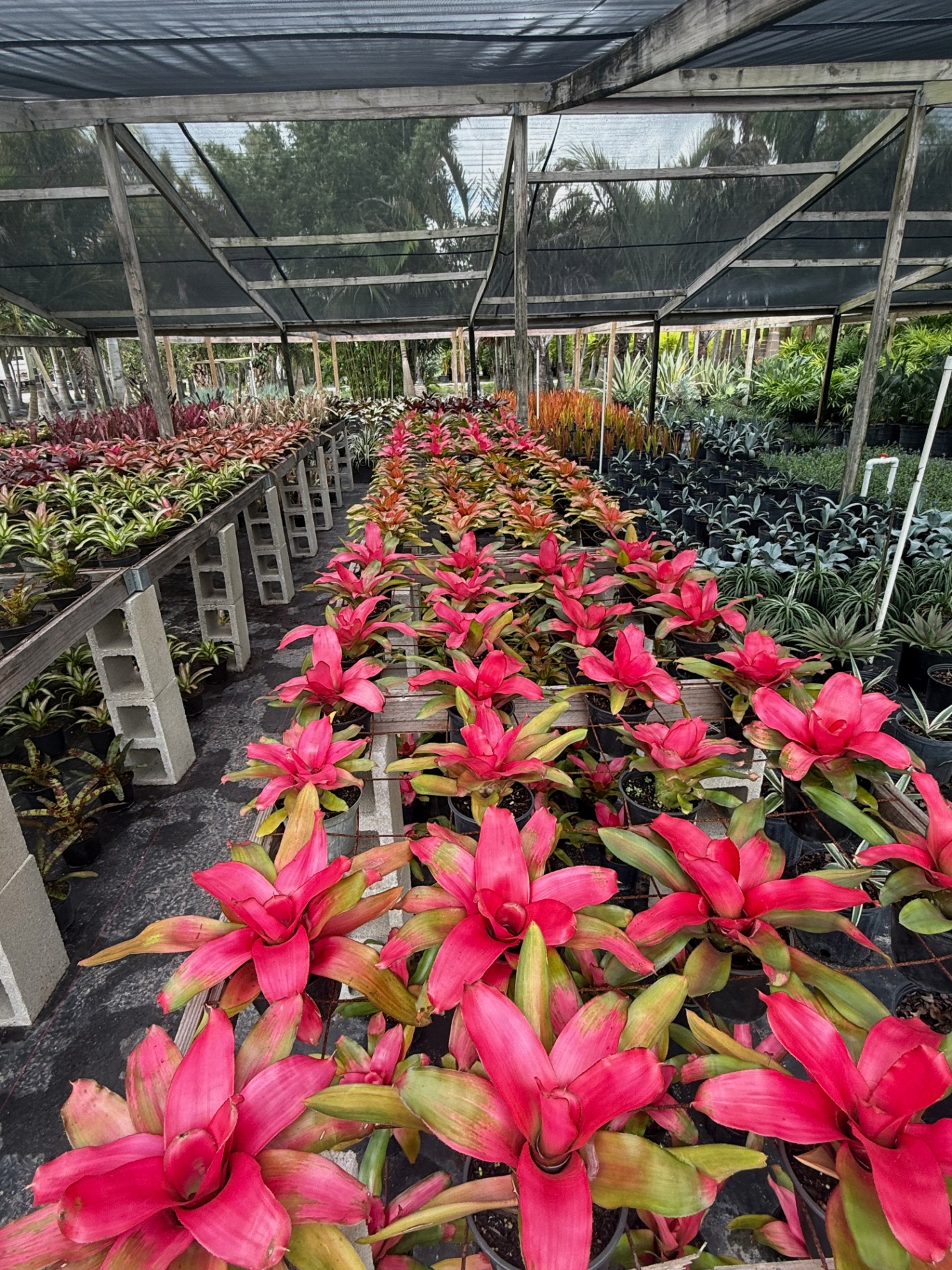 Rows of pink bromeliads under shade cloth at our Sarasota nursery