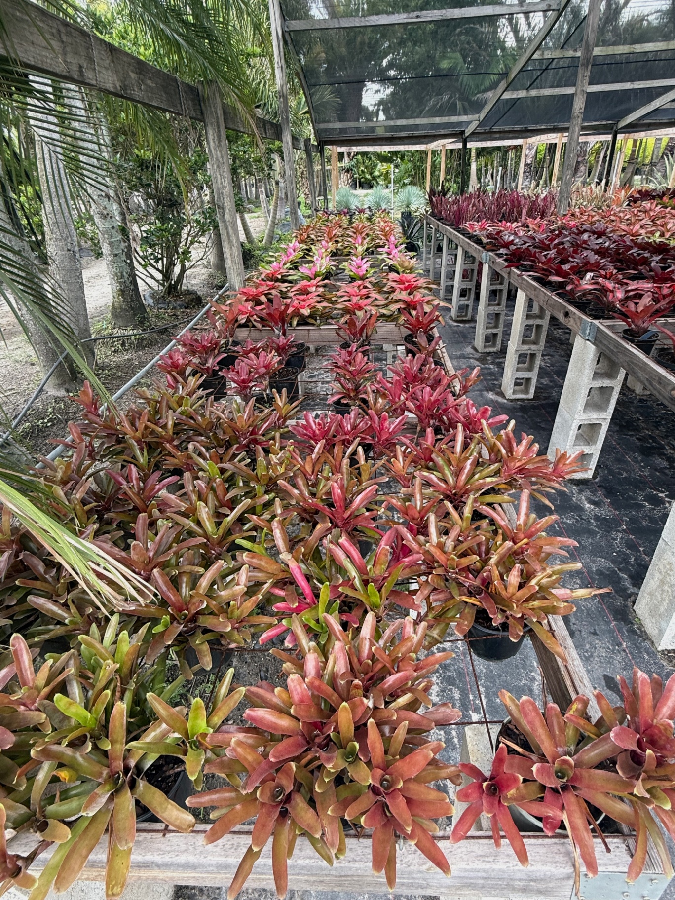 Warm-toned neoregelia bromeliads staged on wood pallets