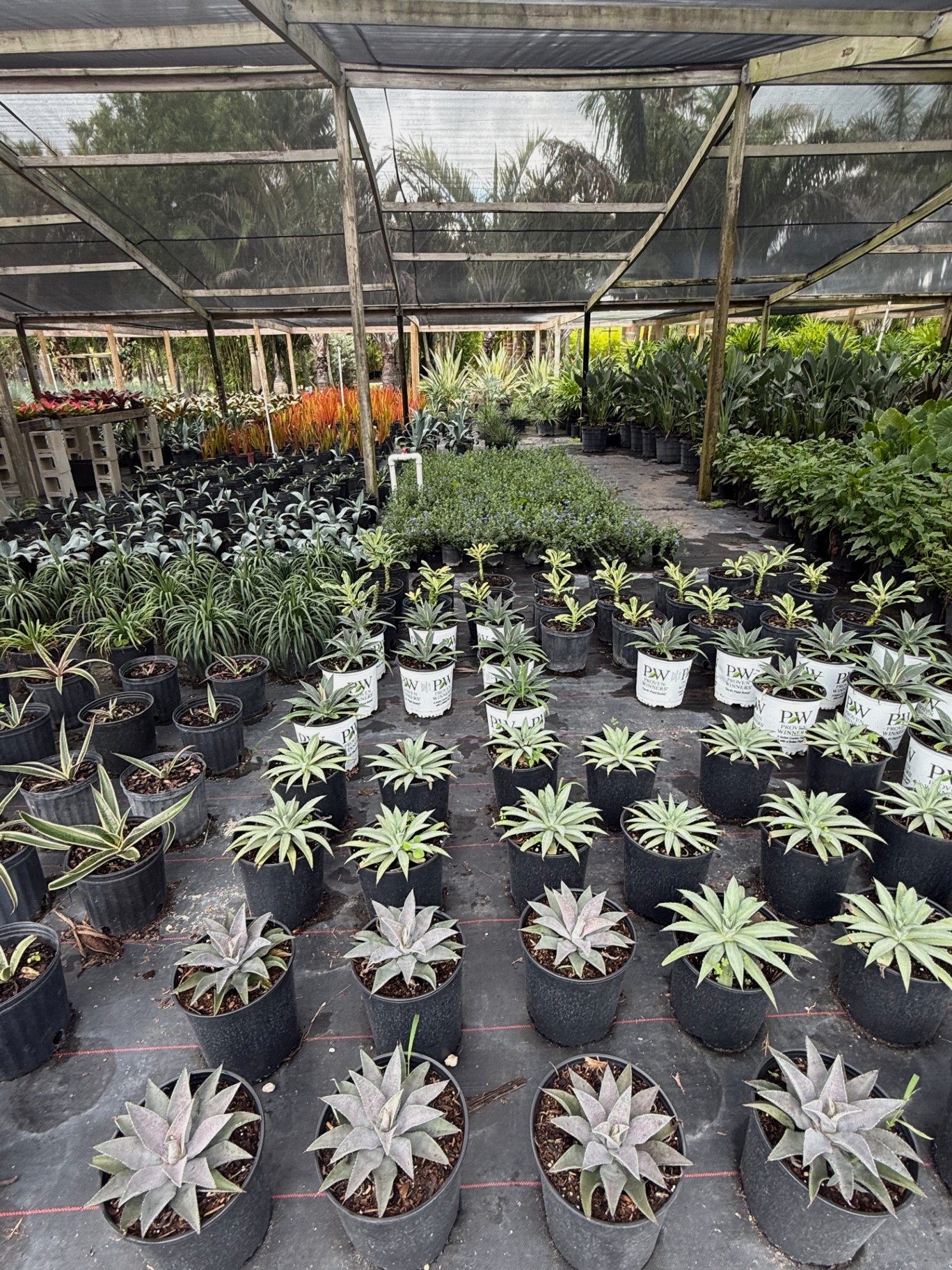 Wide aisle view of agaves, aloes, and Proven Winners containers
