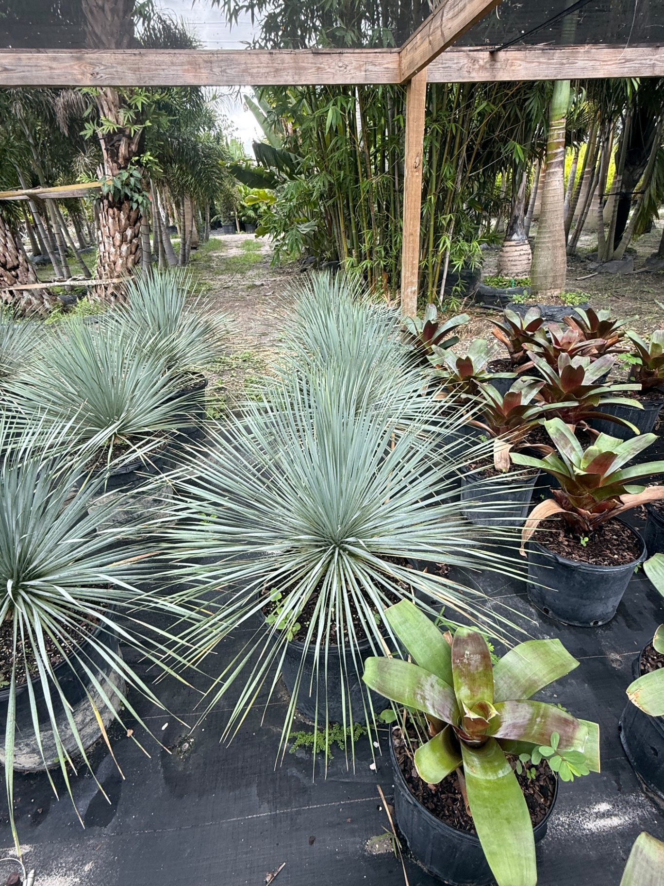 Blue yuccas beside bromeliads under the wood pergola