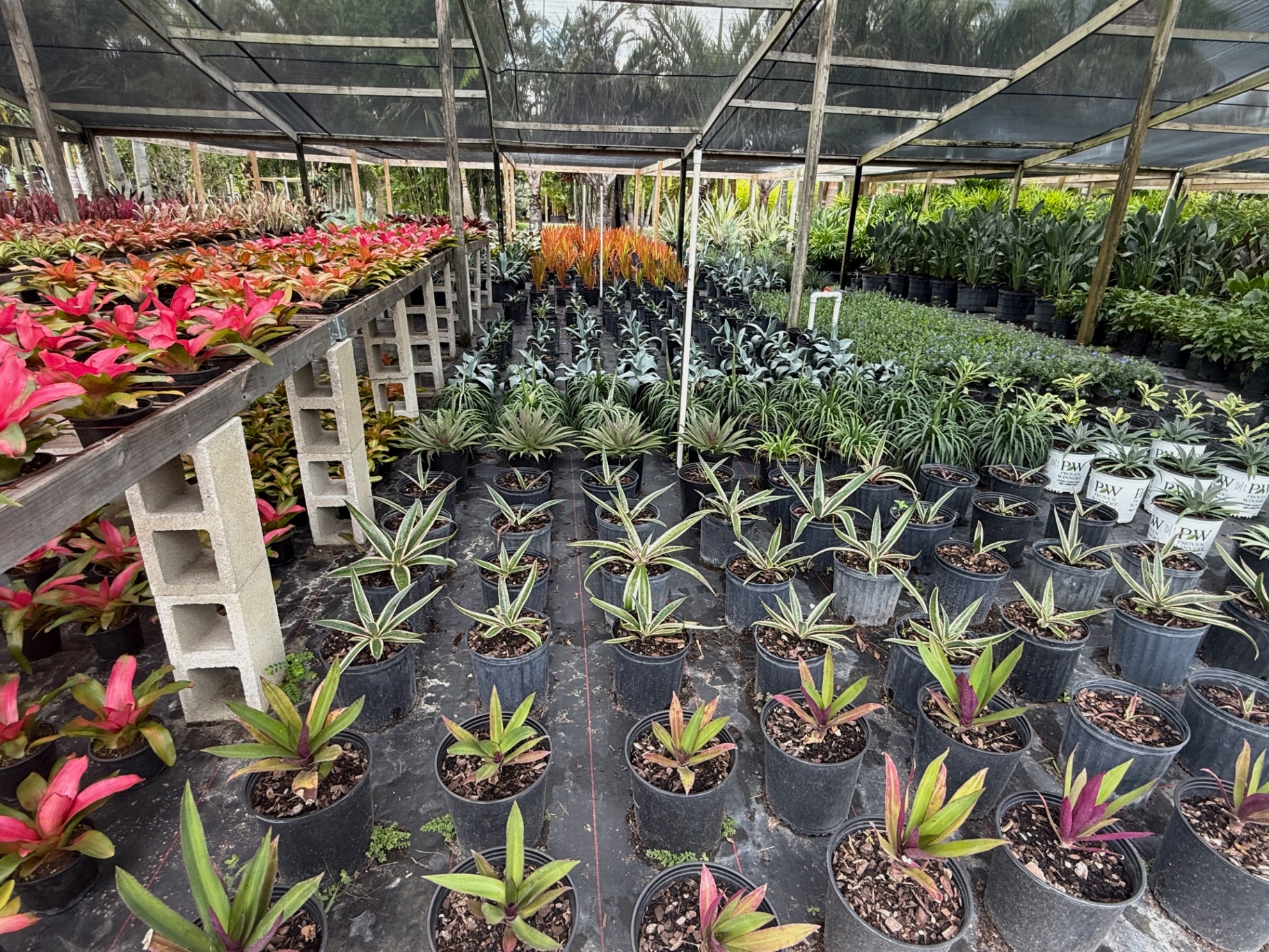 Cinder-block staging bench with pink bromeliads and croton starters