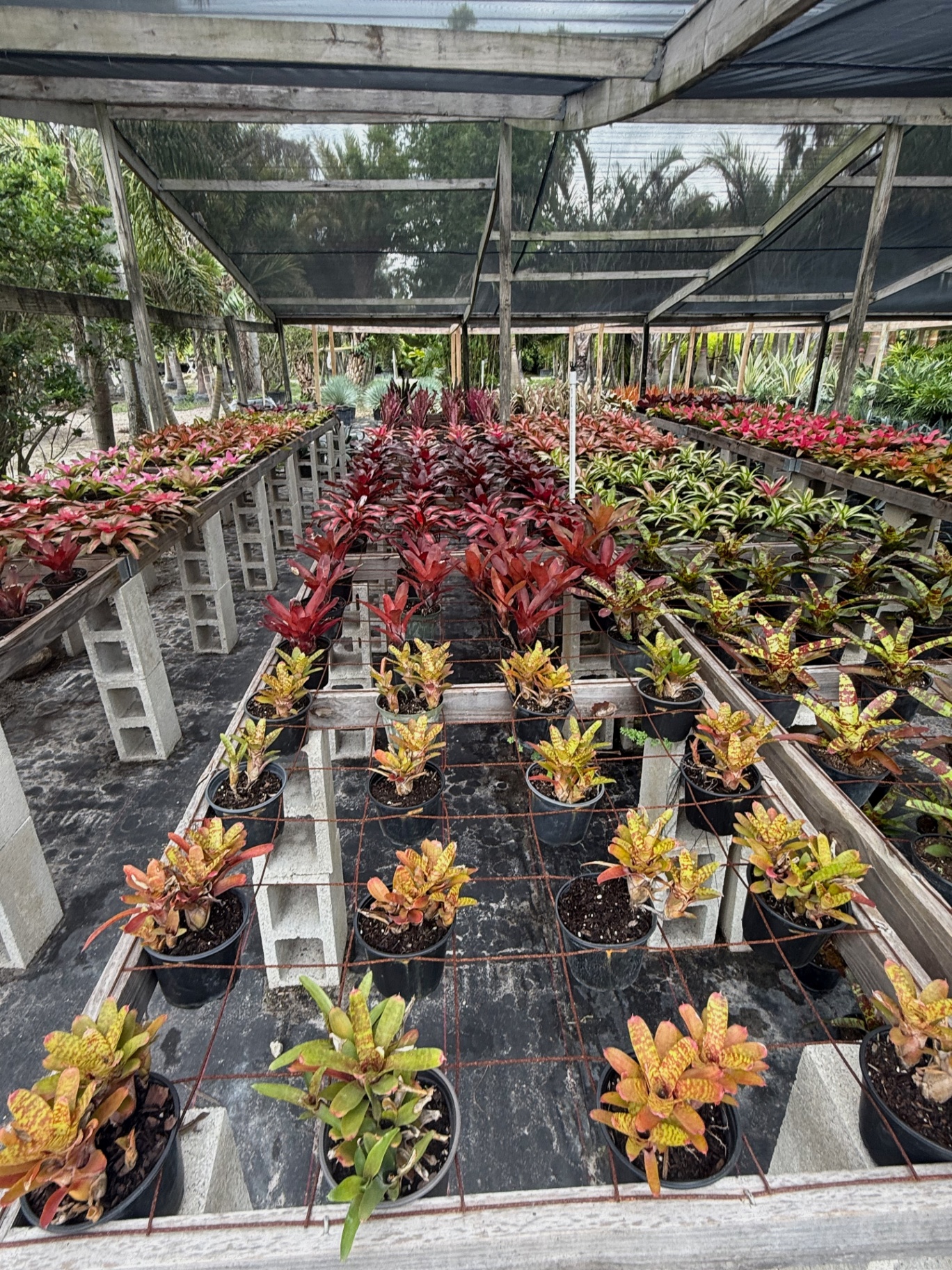 Mixed bromeliads and crotons on the raised propagation table